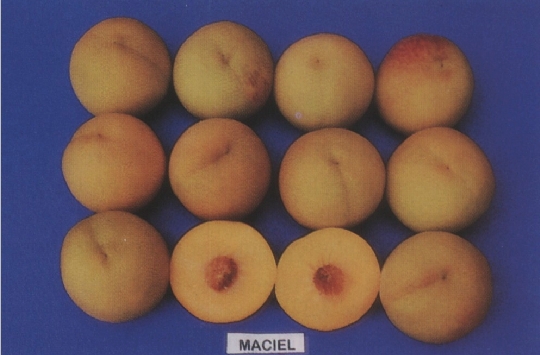 Cultivar Maciel