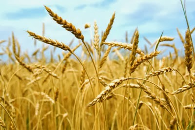 Trigo Durum: Características, Nome Cientifico E Fotos
