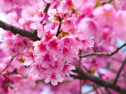 Flor de Pessegueiro: Época de Florada, Características e Fotos | Mundo  Ecologia