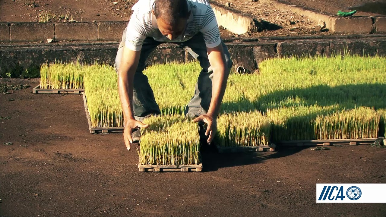 Cultivo de Arroz Intensivo 