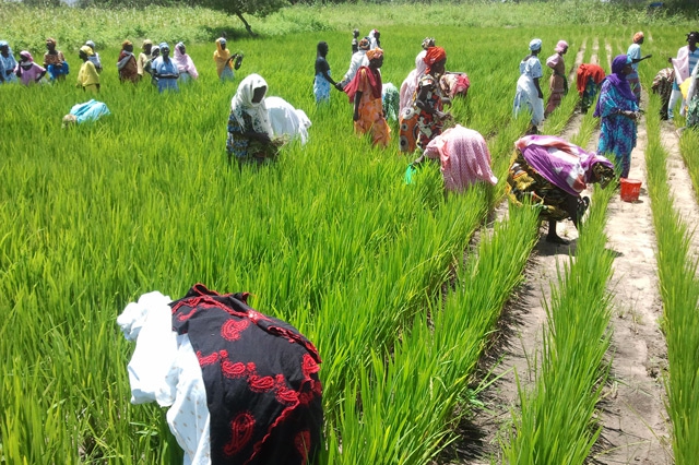 Cultivo de Arroz No Mali