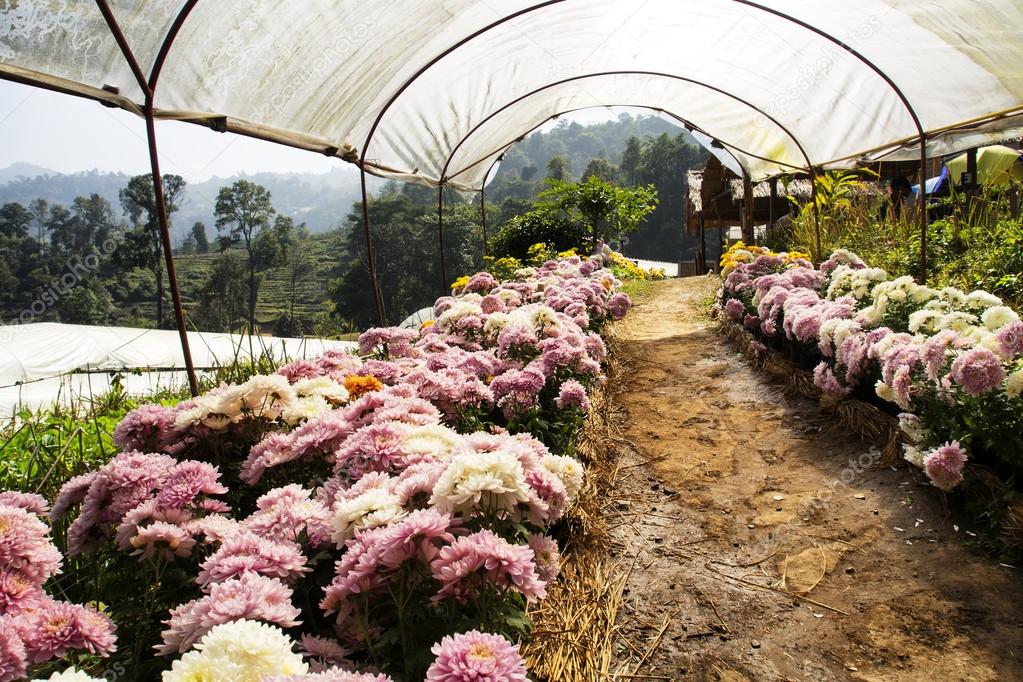 Crisântemo: História, Origem da Flor e Nome Científico
