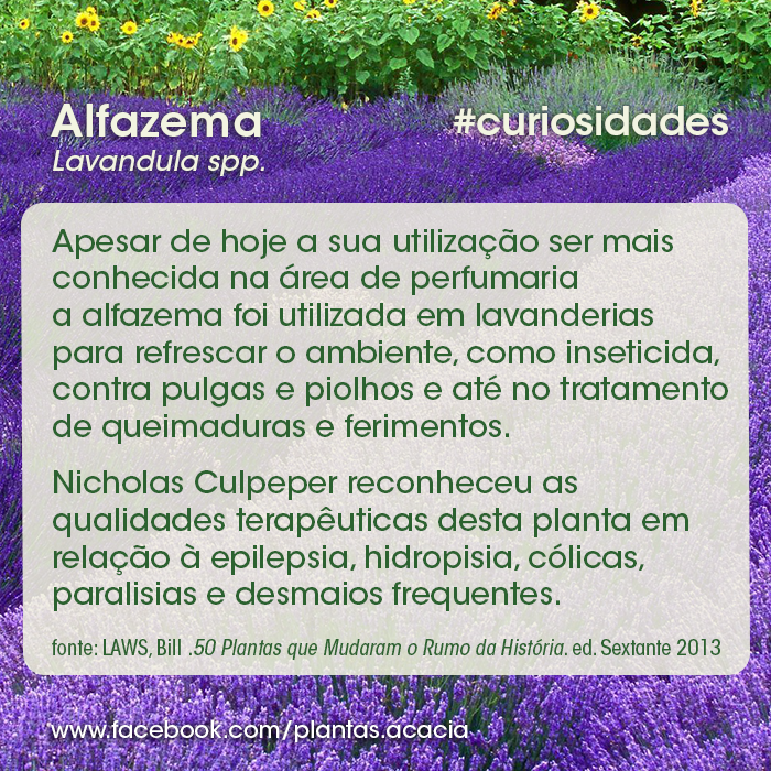 Curiosidades Sobre a Alfazema