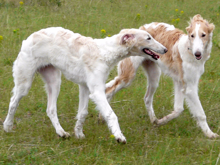 Diferenças Entre o Galgo Afegão, Borzoi, Saluki, Whippet e Affenpinscher