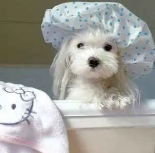 Cão Maltês Pronto Para o Banho