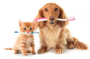Cão e Gato Com Escova de Dente na Boca