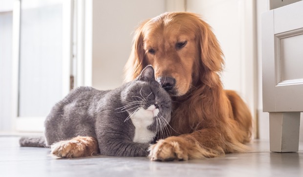 Por Que Os Cachorros Fedem E Os Gatos Não? Quais Os Motivos?