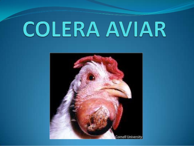 Cólera de Aves 