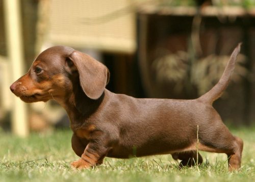 Dachshund