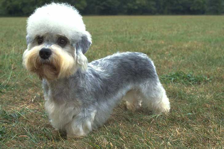 Dandie Dinmont Terrier