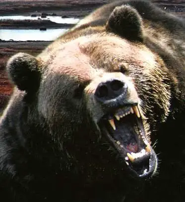 Dentição de um Urso