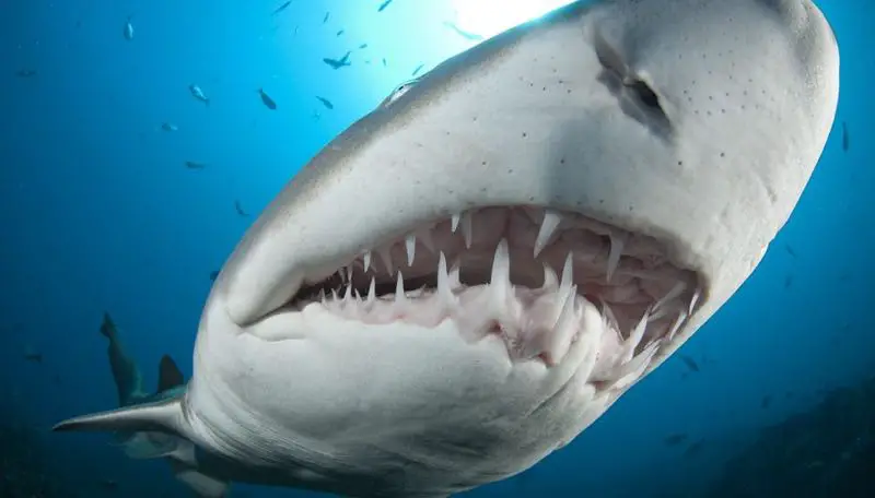 Dentículos Do Tubarão 