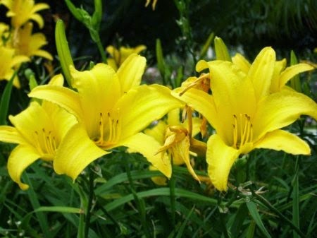 Flor Amarílis Amarela: Como Cuidar, Como Florescer e Fotos