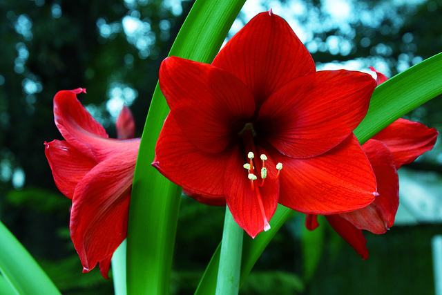 Diferenças Entre a Flor Lírio e a Amarílis: Amarílis é um Lírio?