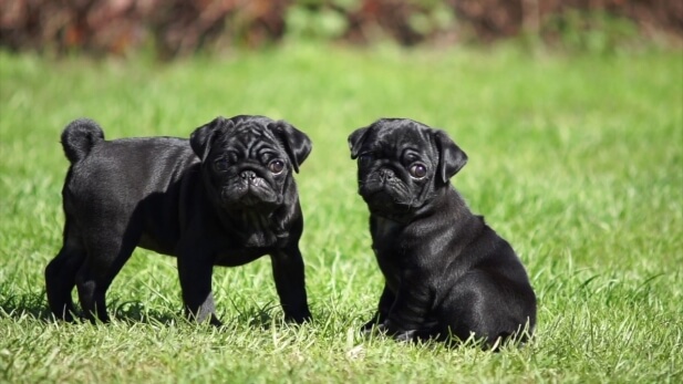 Dois Pug Preto na Grama