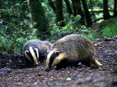 Dois Texugos Juntos na Floresta