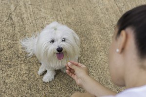 Dona de Cão Maltês