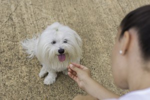 Dona de Cão Maltês 