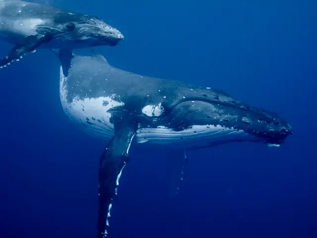 Duas Baleias no Fundo do Mar 