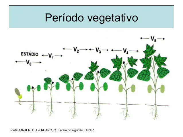 Escala Fenológica - Vegetativa