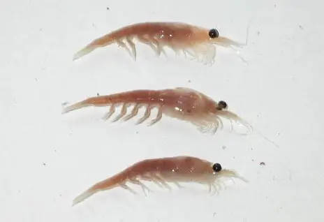 Euphausiids (Krill)