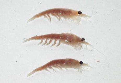 Euphausiids (Krill)