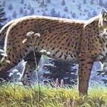 Extinção do Guepardo Americano