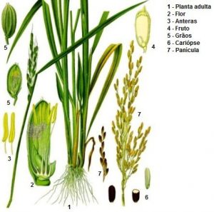 Fenologia do Arroz: O Que É? Vegetativa e Reprodutiva | Mundo Ecologia