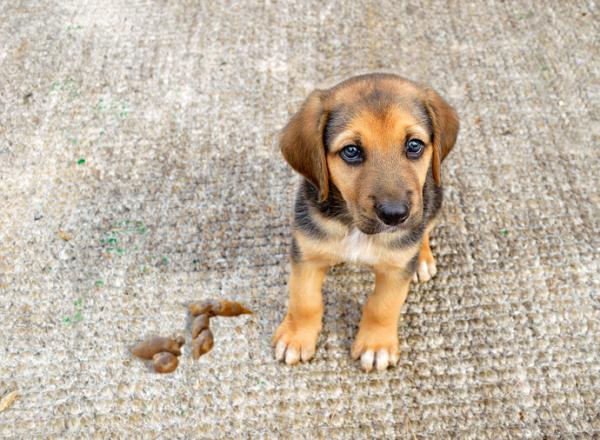 Fezes de Cachorro Dentro de Casa