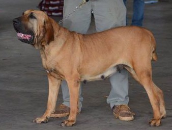 Fila Brasileiro