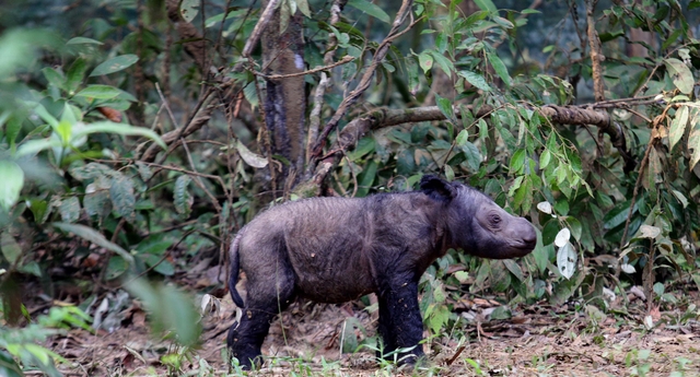 Filhote de Rinoceronte De Sumatra