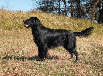 Flat-Coated Retriever