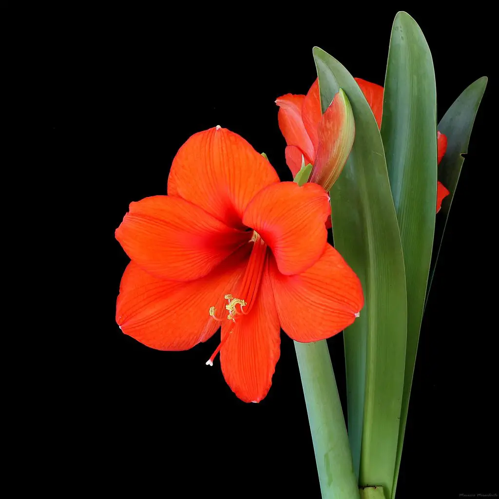 Flor Amarilis Vermelha: Como Cuidar, Como Florescer e Fotos | Mundo