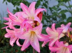 Flor Amaryllis Belladonna: Nome Cientifico, Como Cuidar e Fotos
