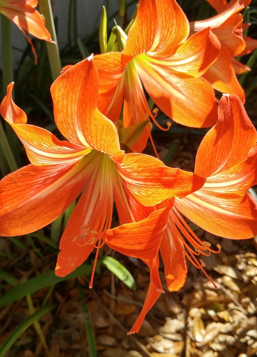 Flor Amarílis amarela: Saiba Como Cuidar | Mundo Ecologia