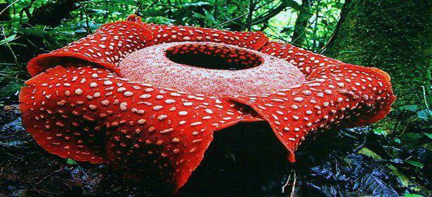 Flor-Raflésia: Características, Nome Científico e Fotos | Mundo Ecologia