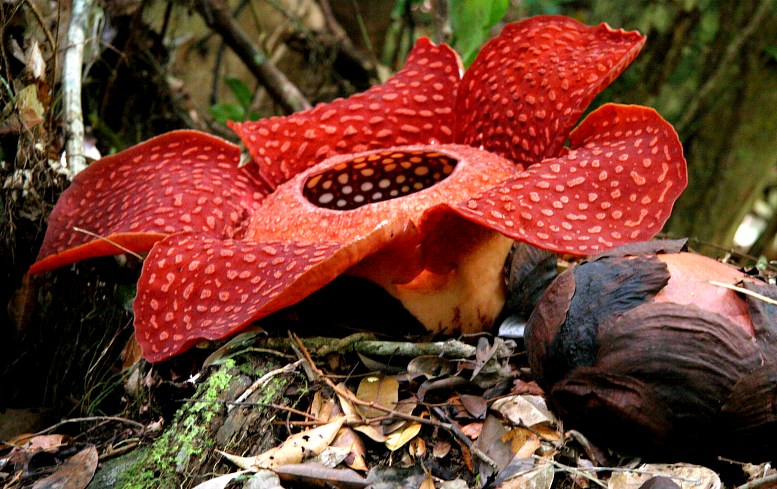 Flor-Raflésia: Características, Nome Científico e Fotos