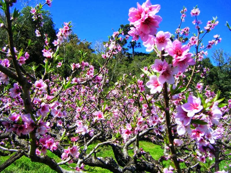 Flor de Pessegueiro: Época de Florada, Características e Fotos | Mundo  Ecologia