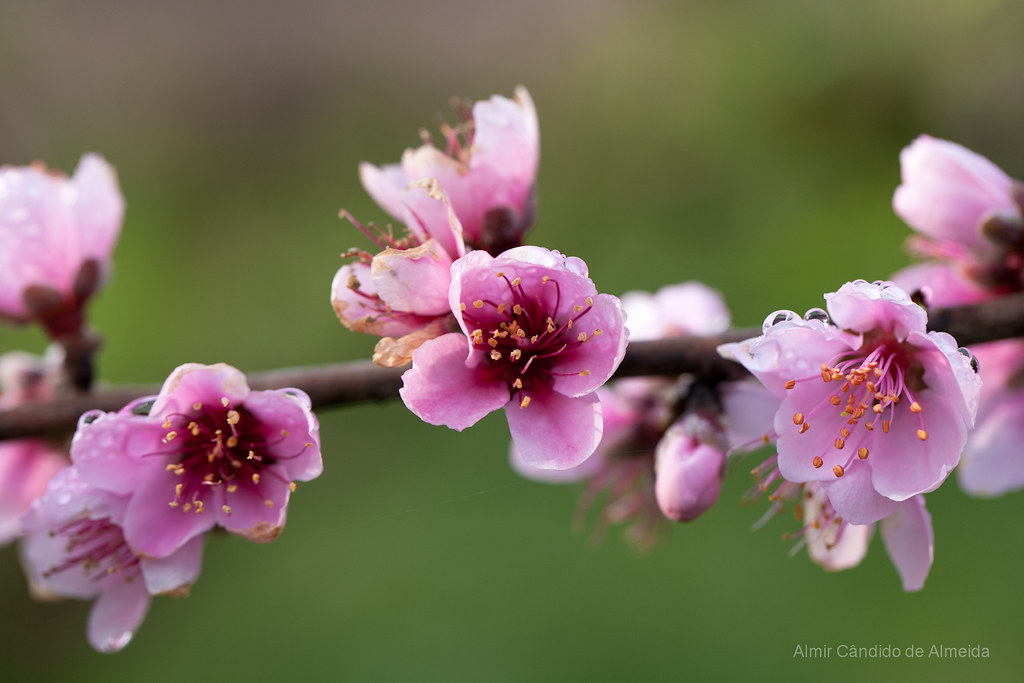 Flor de Pessegueiro: Época de Florada, Características e Fotos | Mundo  Ecologia