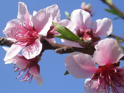 Flor de Pessegueiro: Época de Florada, Características e Fotos | Mundo  Ecologia