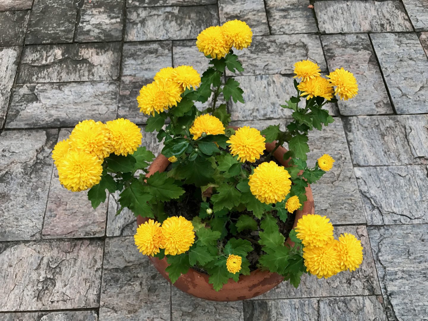 Floração Do Crisântemo no Vaso 