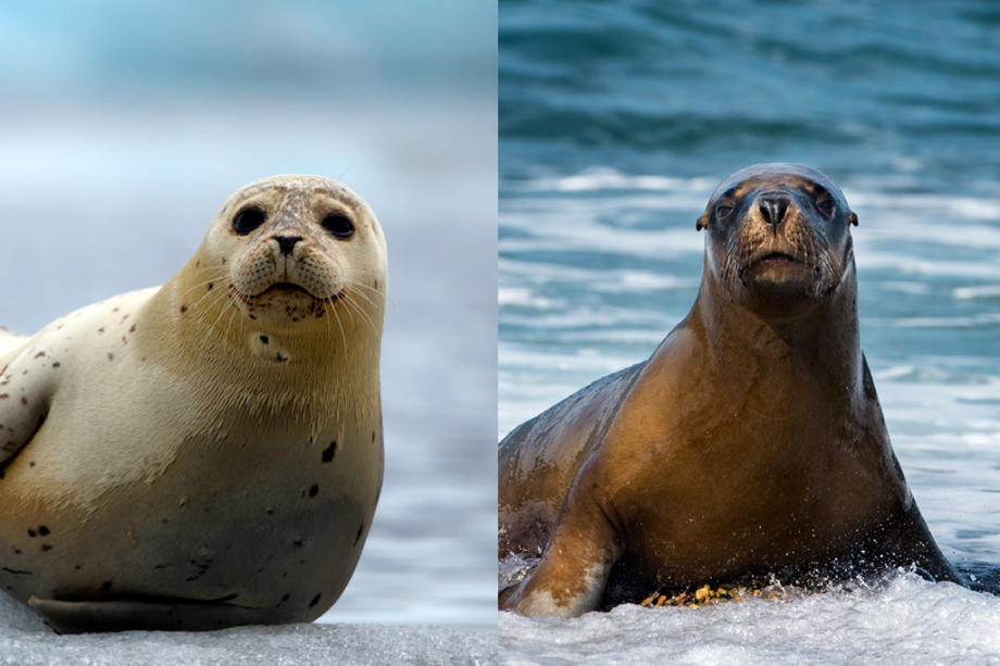 Focas e Leões Marinhos