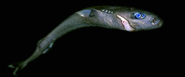 Foto Com Fundo Negro de um Tubarão Pigmeu