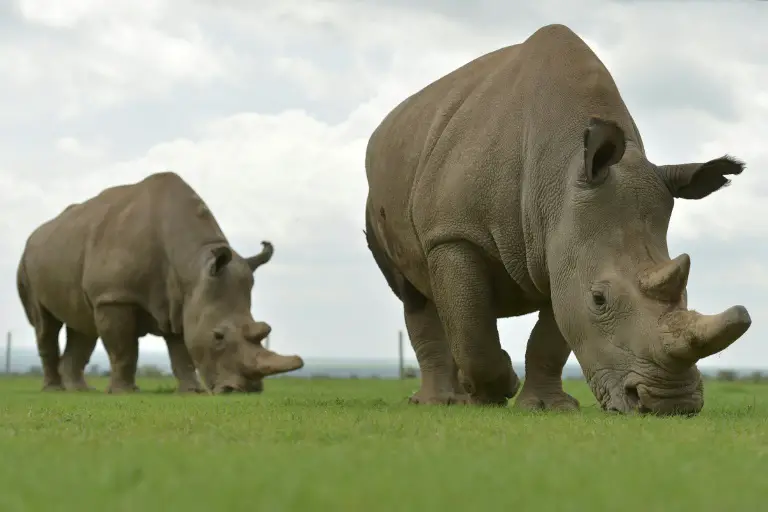 Foto de Dois Rinocerontes Comendo Grama