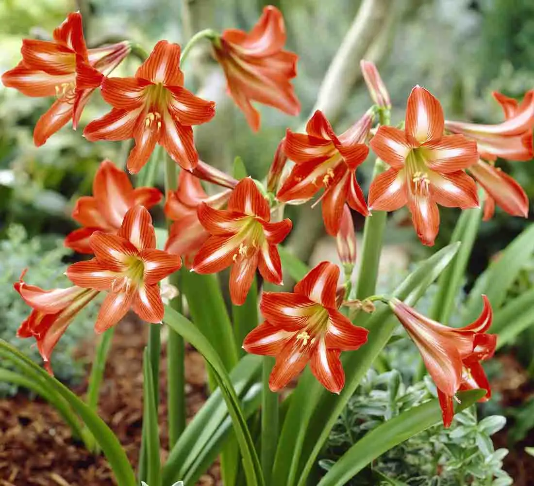 Flor Amarilis Significado do Nome, Místico e Espiritual | Mundo Ecologia