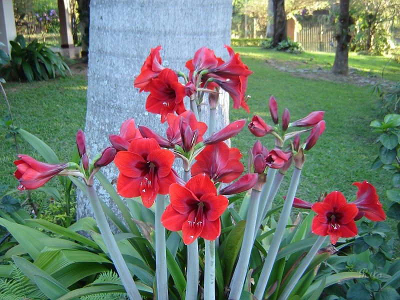 Flor Amarilis Significado do Nome, Místico e Espiritual