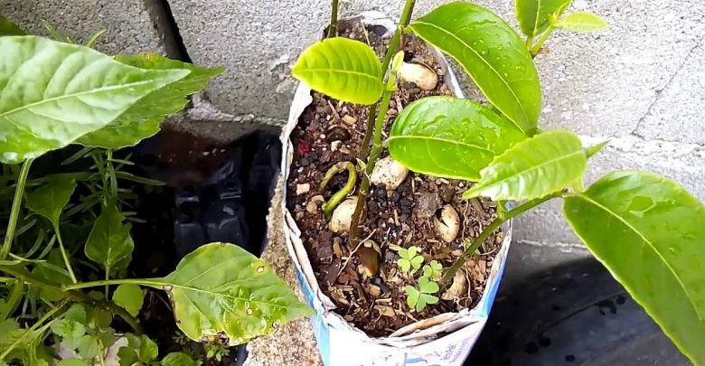 Como Adubar, Plantar e Cultivar Pé de Jaca? E Fazer Muda?