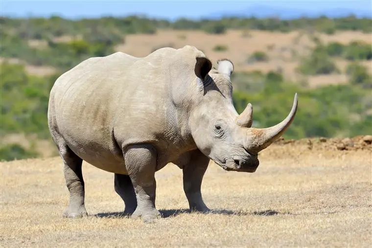 Foto do Extinto Rinoceronte Branco