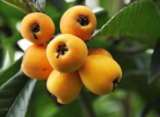 Fruto da Nespereira