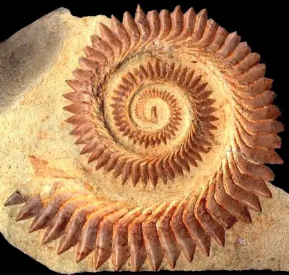 Fóssil de Espiral 